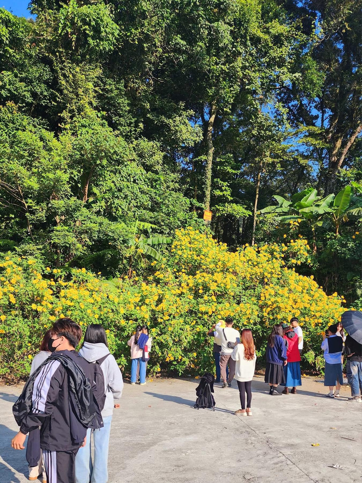 Tùy thời tiết từng năm, hoa có thể nở sớm vào cuối tháng 10, kết thúc giữa hoặc tháng cuối tháng 11. (Ảnh: Facebook)