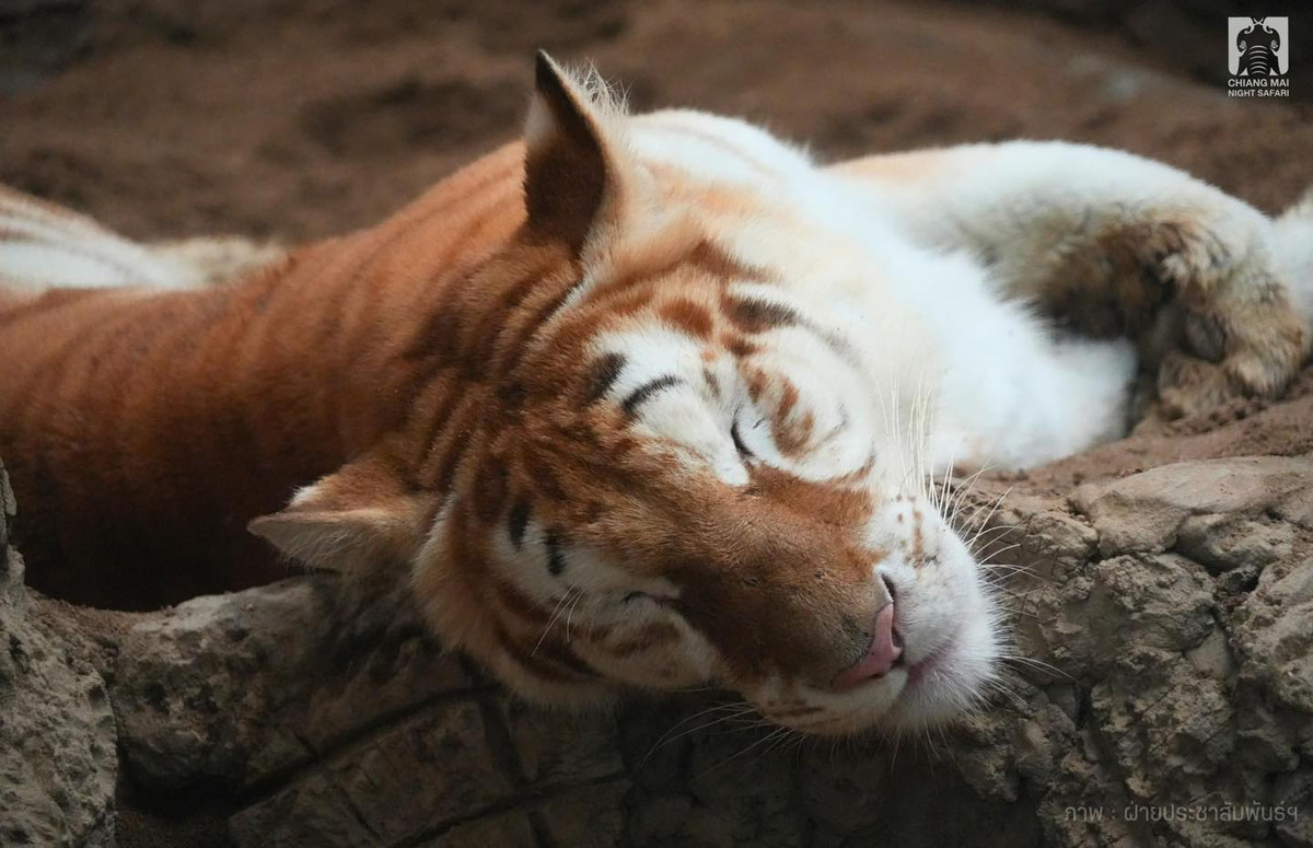 Nhiều người còn nói vui rằng đây là chú hổ mắt một mí đáng yêu nhất từng gặp.