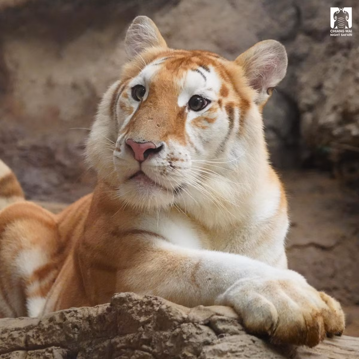 Theo Thairath, năm 2015, một cặp hổ lông vàng đã được chuyển về vườn thú Chiang Mai. Con hổ đực đến từ Nam Phi, trong khi con hổ cái đến từ Cộng hòa Séc.