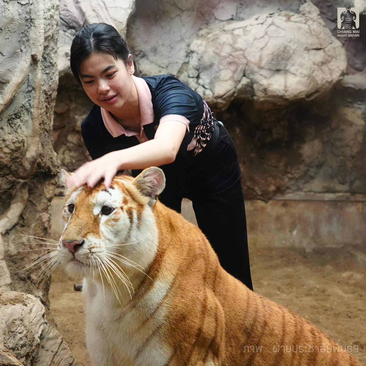 Ngay cả khi được nhân viên cưng nựng, chú hổ vẫn một vẻ mặt "không cảm xúc". (Ảnh: ChiangMai Night Safari)