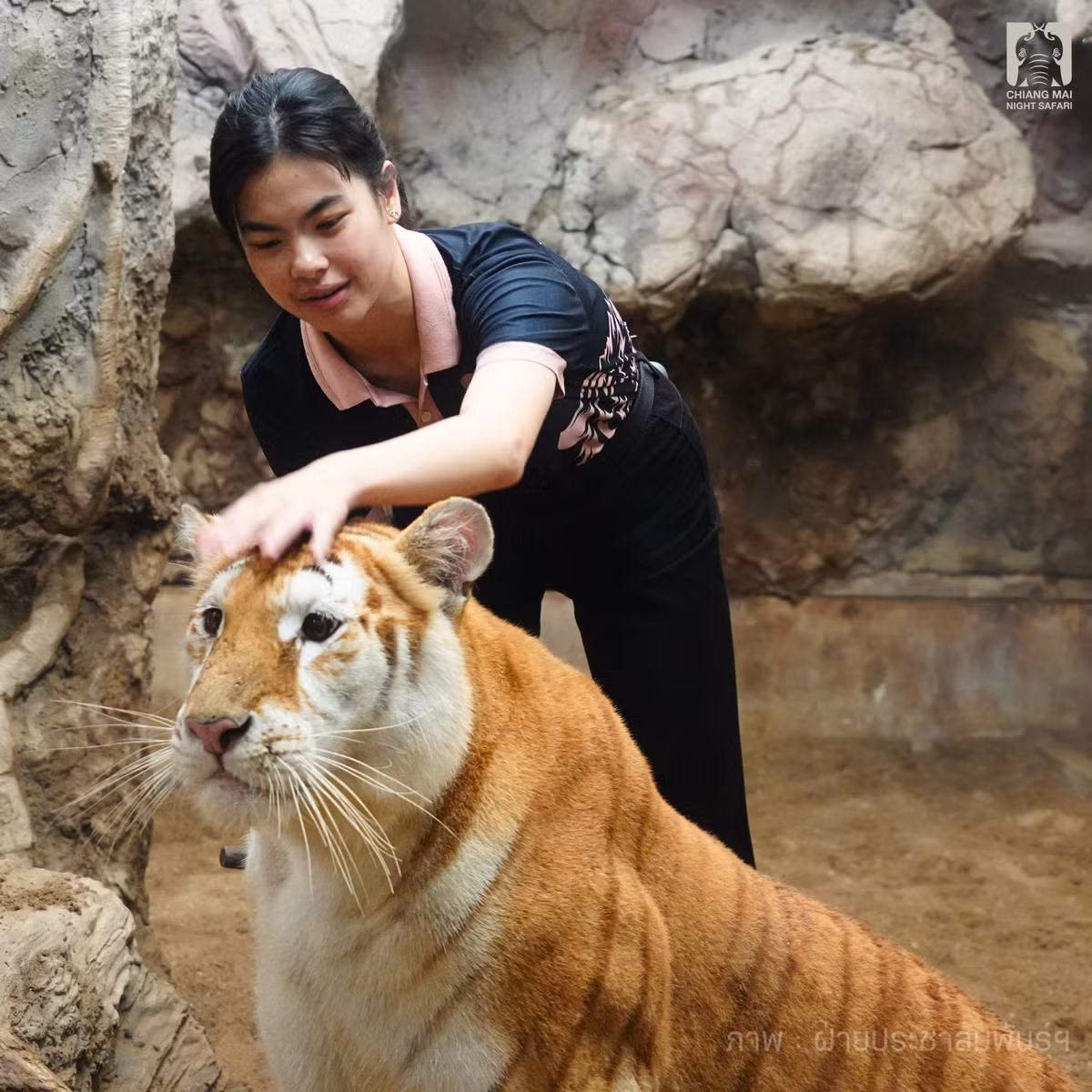 Ngay cả khi được nhân viên cưng nựng, chú hổ vẫn một vẻ mặt "không cảm xúc". (Ảnh: ChiangMai Night Safari)