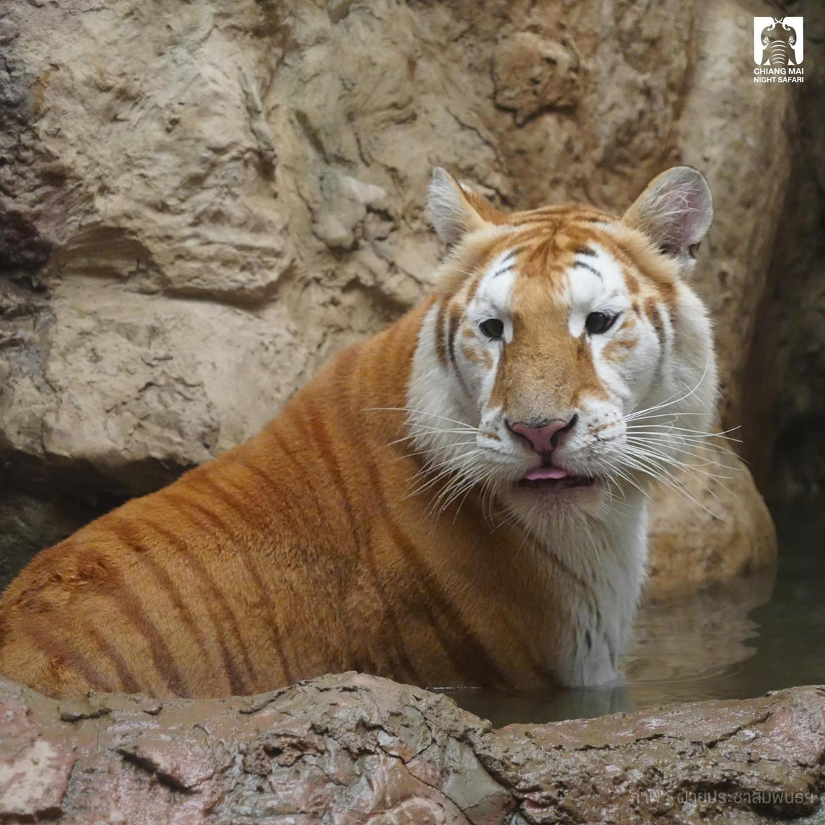 Mặc dù "cô em gái" Luna cũng nhận được sự chào đón nồng nhiệt, song Eva nhanh chóng chiếm trọn sự chú ý của cộng đồng mạng bởi đôi mắt đáng yêu và biểu cảm ngốc nghếch của mình.