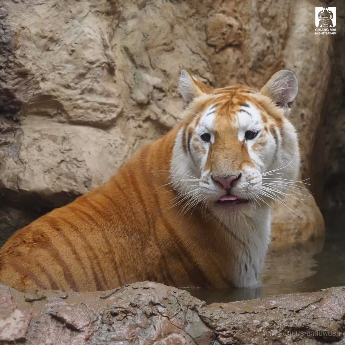 Mặc dù "cô em gái" Luna cũng nhận được sự chào đón nồng nhiệt, song Eva nhanh chóng chiếm trọn sự chú ý của cộng đồng mạng bởi đôi mắt đáng yêu và biểu cảm ngốc nghếch của mình.