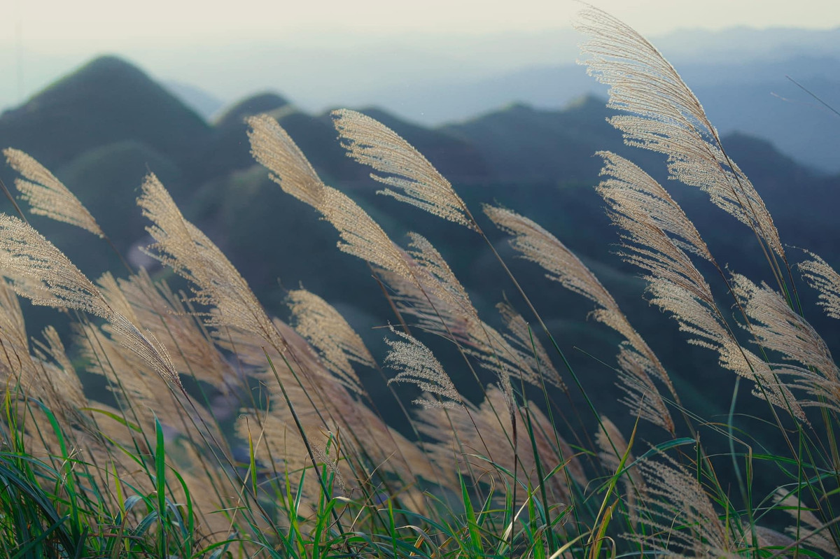 Theo chia sẻ của người dân địa phương, cỏ lau nở đẹp nhất vào khoảng giữa và gần cuối tháng 11 trước khi rụng hết vào đầu tháng 12.