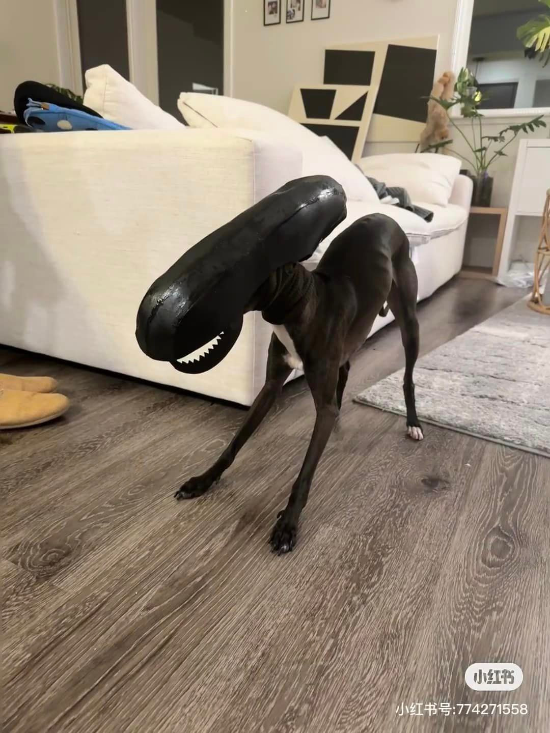 Venom này lạ quá... (Ảnh: Weibo Việt Nam)