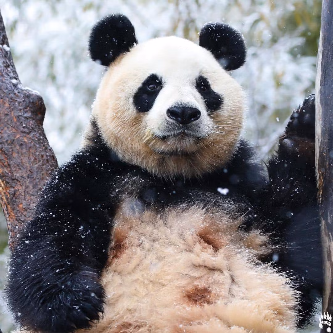 Fubao, còn được các fan gọi là "công chúa út" nhận được sự yêu mến của rất nhiều người theo dõi trên khắp thế giới.