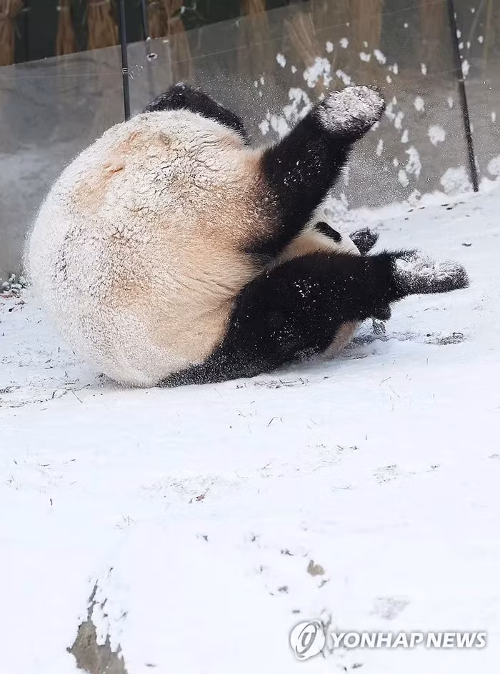 Cả 2 tỏ ra vô cùng thích thú với khoảnh khắc lần đầu tiên được nghịch tuyết trong đời. Hình ảnh 2 nàng gấu con lăn lộn với tuyết trắng được sở thú ghi lại và đăng tải thu hút về sự chú ý lớn từ netizen không chỉ riêng Hàn Quốc mà còn khắp châu Á.