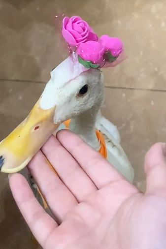 Thậm chí, có lúc Ngọc Khánh phải thốt lên bố mình còn cưng Mít hơn cả chính mình.