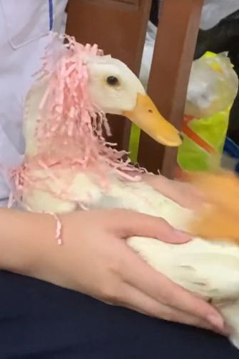 Kể từ đó Mít được nuôi nấng, chăm bẵm như một thành viên của gia đình.