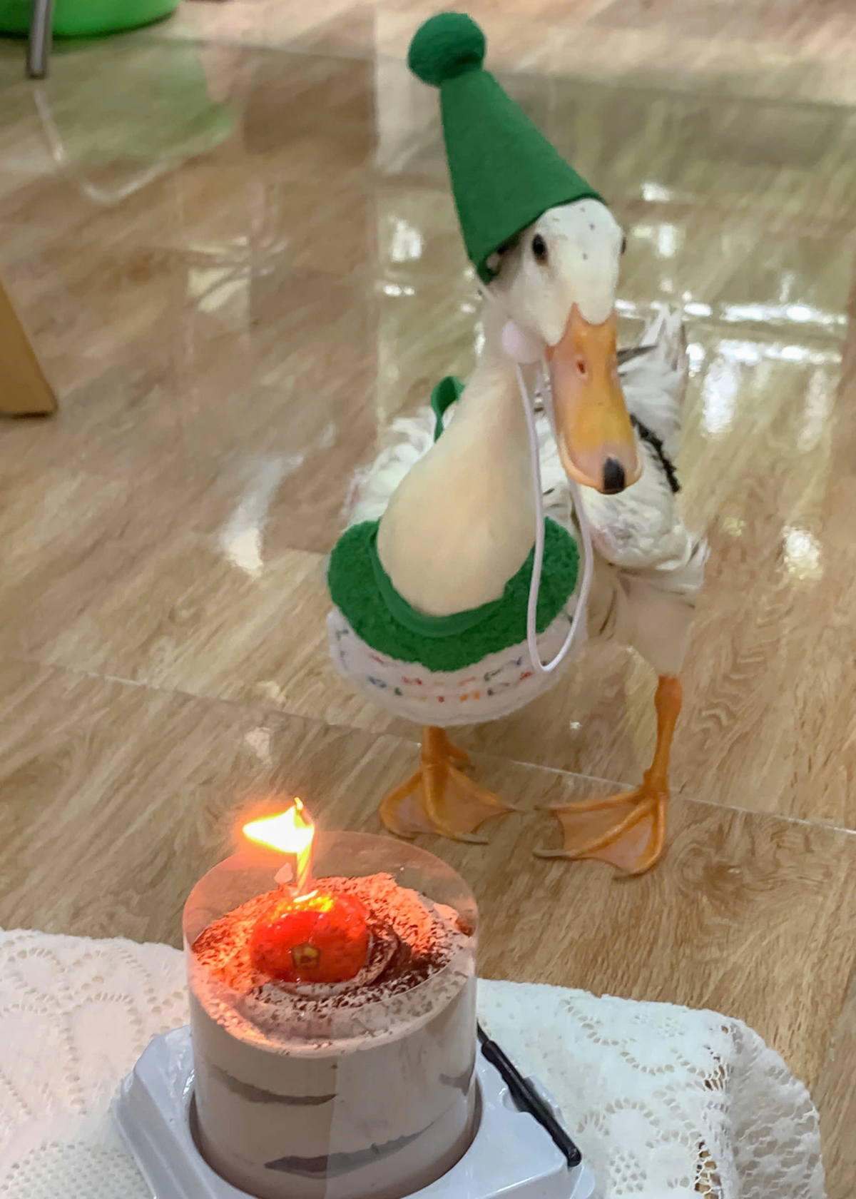 Nàng vịt Mít, sinh ngày 17-7-2023, giới tính "nữ". Vừa qua, cô nàng đã đón sinh nhật 1 tuổi cùng với các thành viên lớn trong gia đình.