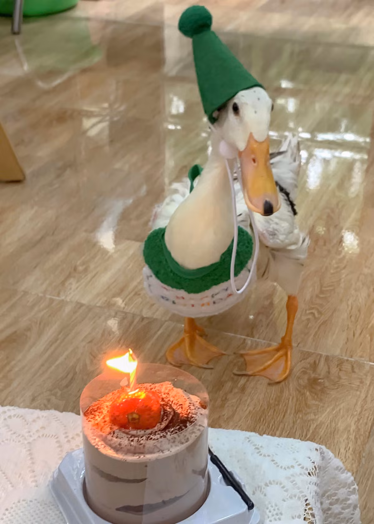 Nàng vịt Mít, sinh ngày 17-7-2023, giới tính "nữ". Vừa qua, cô nàng đã đón sinh nhật 1 tuổi cùng với các thành viên lớn trong gia đình.