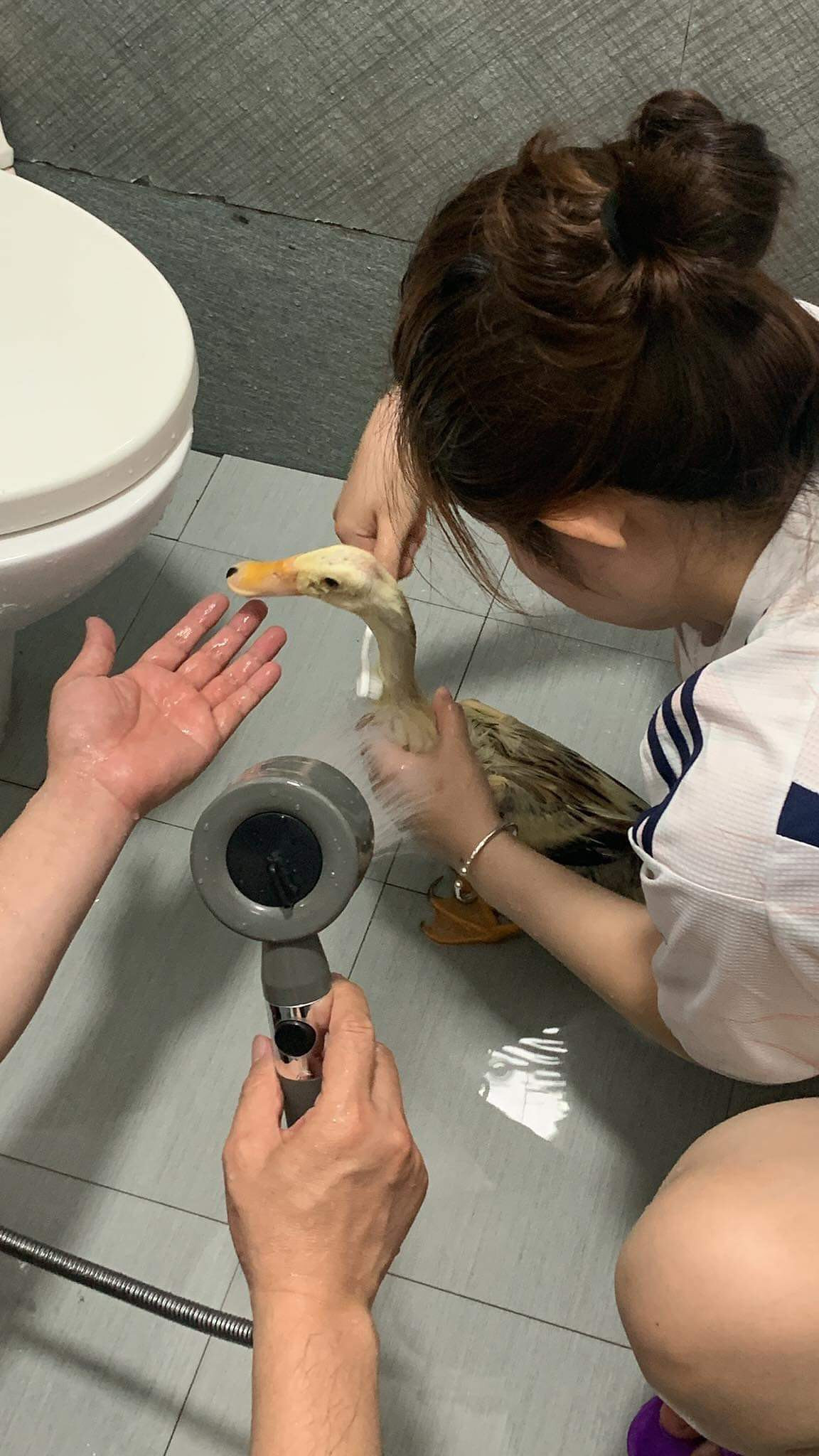 Mỗi lần tắm cho nàng vịt đều huy động đến 2 thành viên của gia đình.