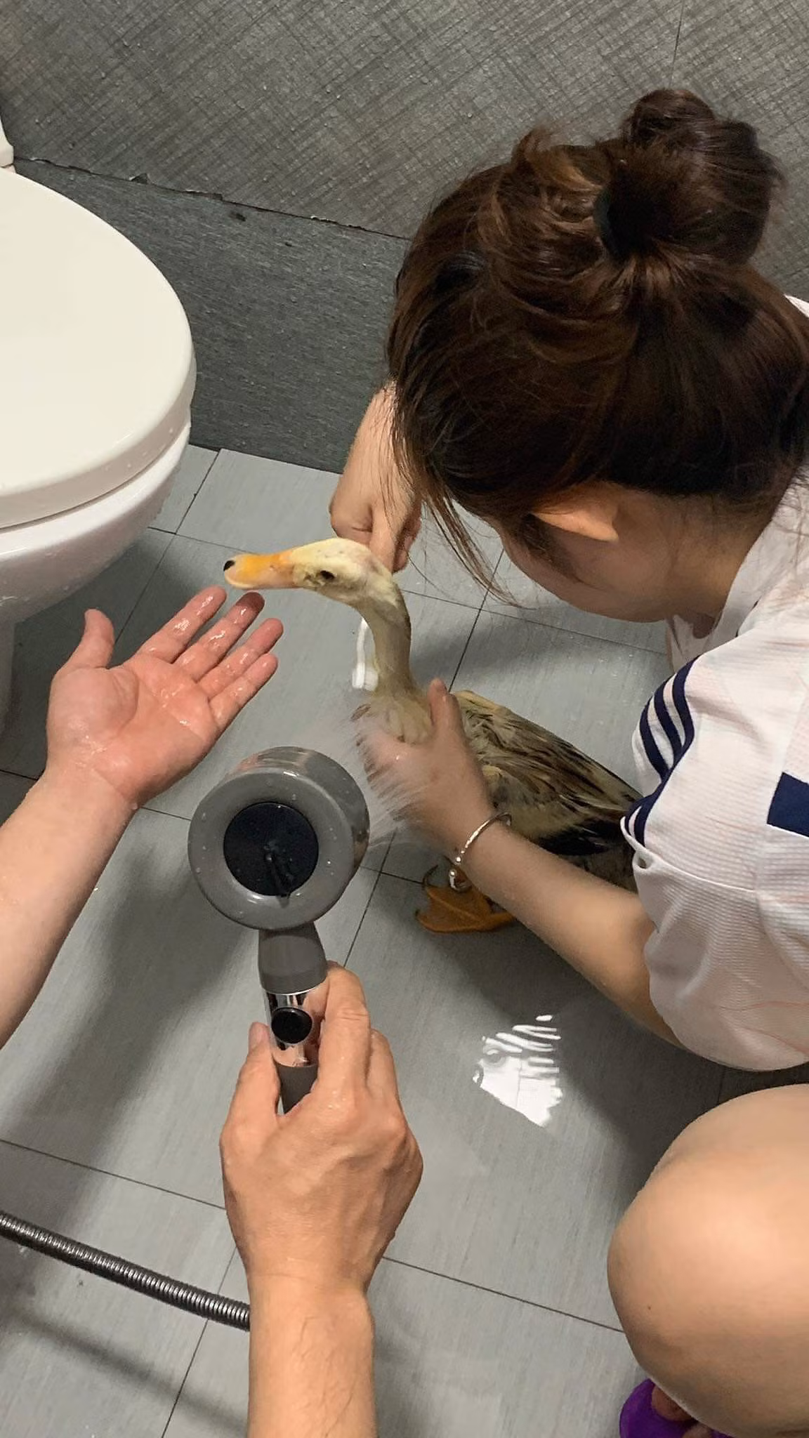 Mỗi lần tắm cho nàng vịt đều huy động đến 2 thành viên của gia đình.