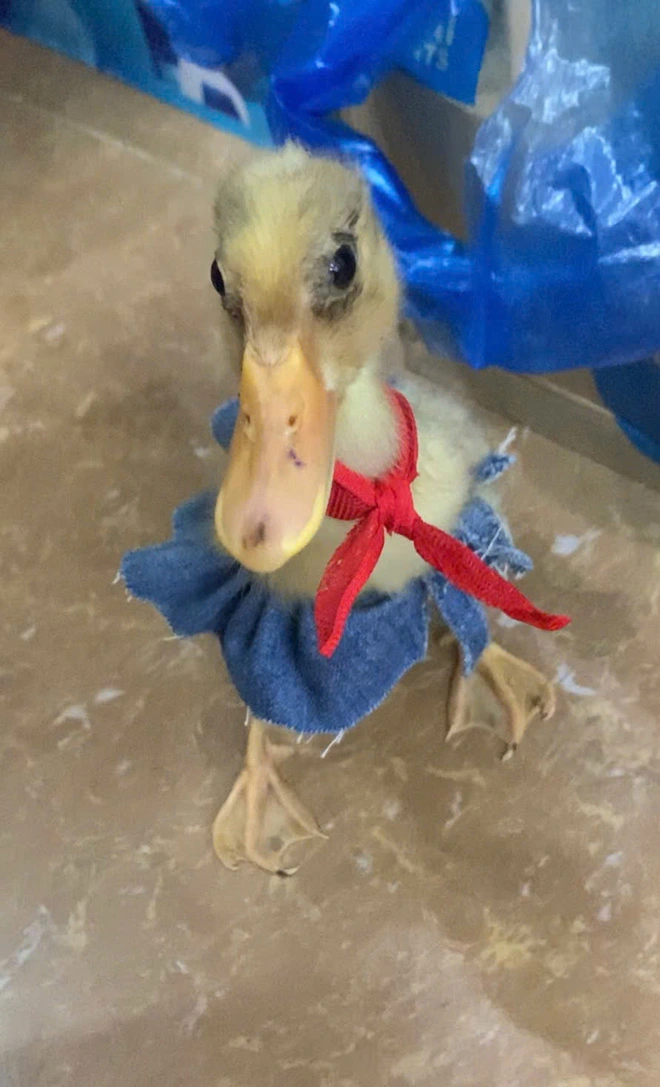 Không phải thú cưng bình thường, Mít được biết đến là một "ngôi sao" TikTok với hơn 13.300 người theo dõi trên mạng xã hội - kênh TikTok "có pet tên Mít".