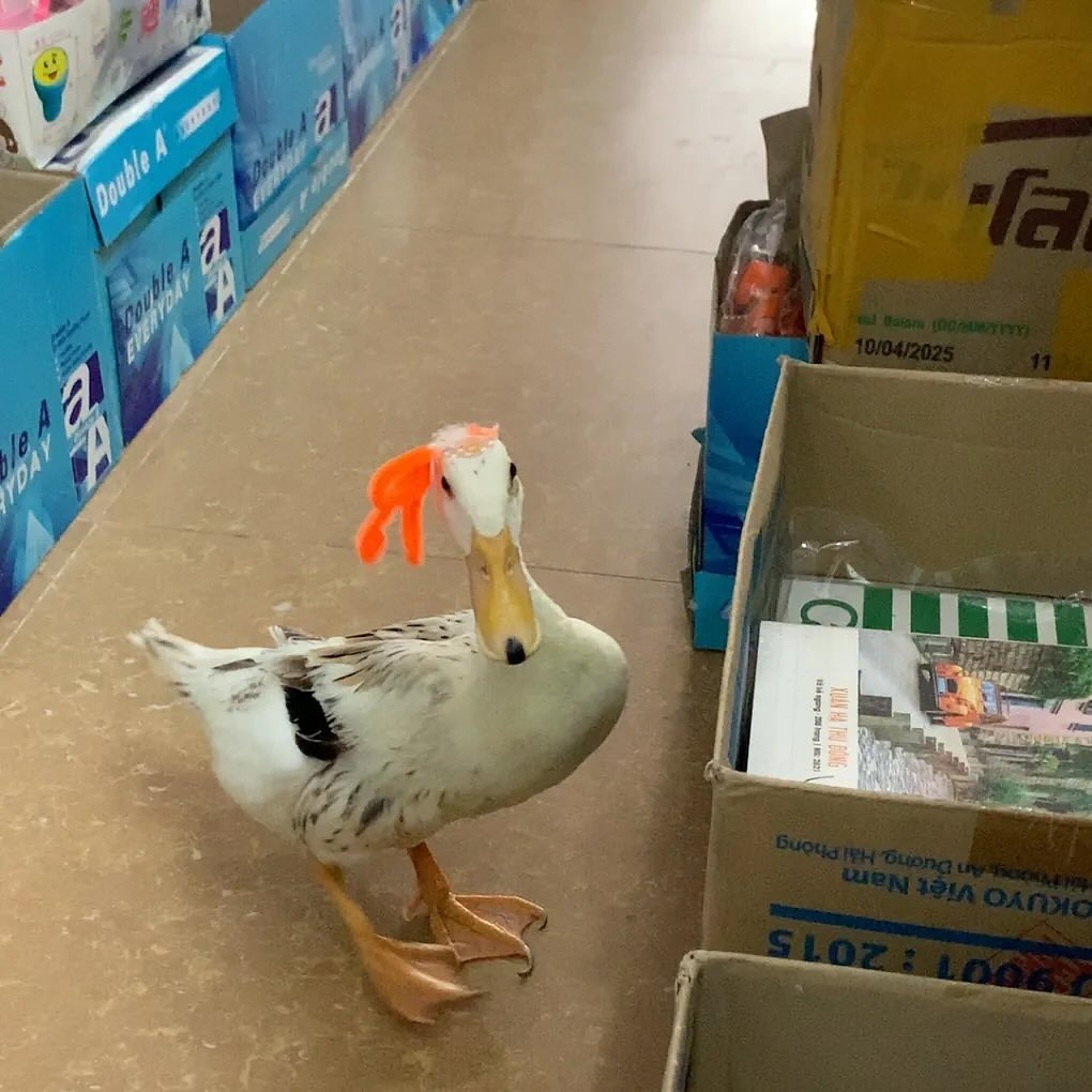 Mít thu hút người xem với những video ngắn diện rất nhiều outfit đỏm dáng ấn tượng.