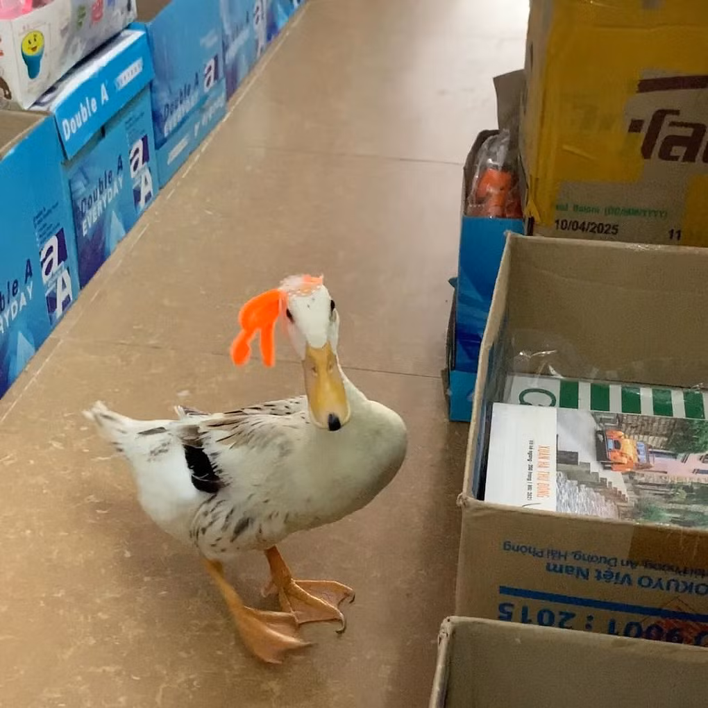 Mít thu hút người xem với những video ngắn diện rất nhiều outfit đỏm dáng ấn tượng.