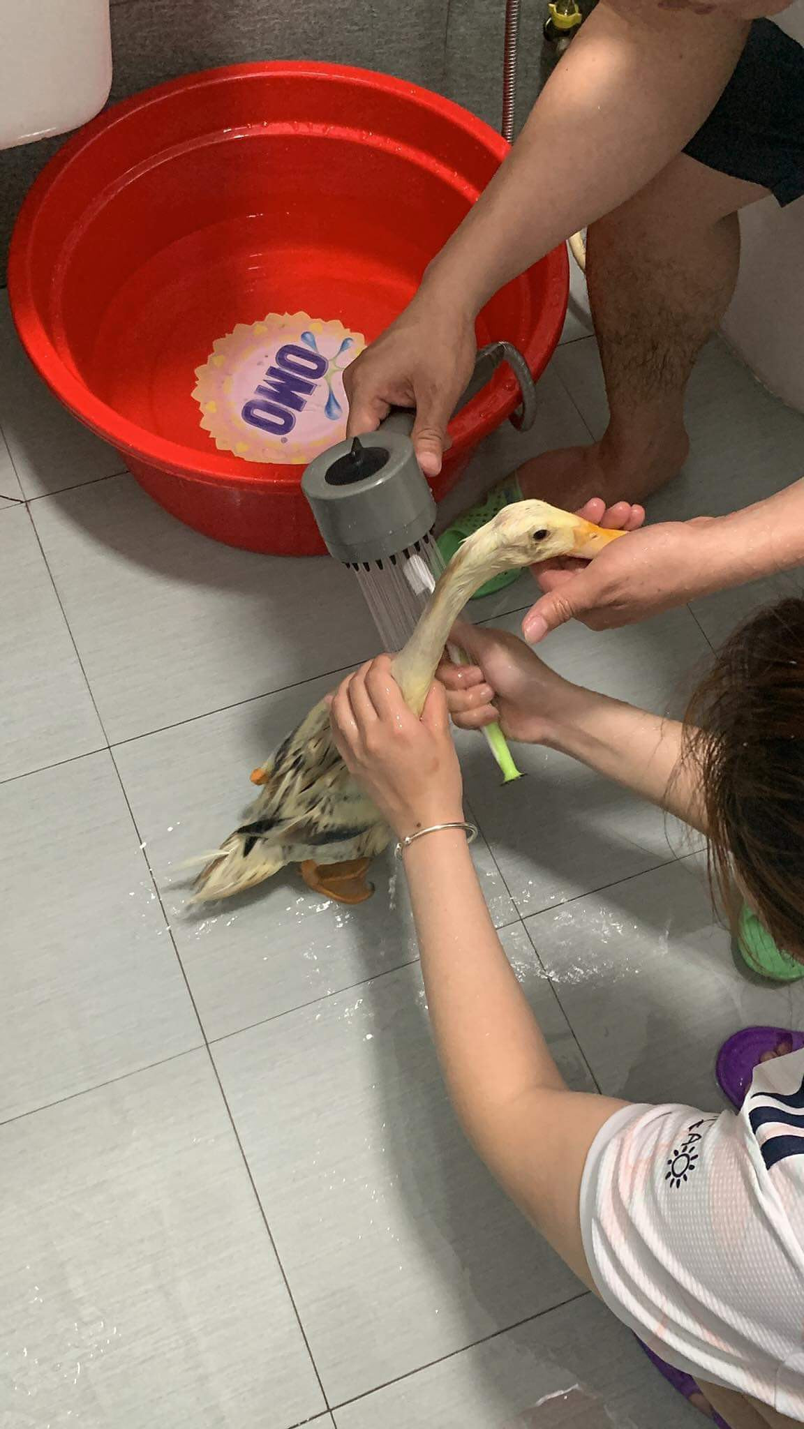 Là một chú vịt, tuy nhiên, nàng vịt được chủ nhân chia sẻ rằng rất...sợ nước.