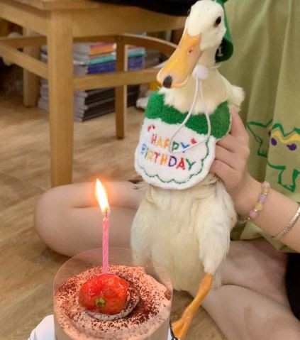 Chú vịt Mít sở hữu loạt trang phục màu sắc sặc sỡ, đa dạng phong cách. (Ảnh: Tiktok, Threads NV)