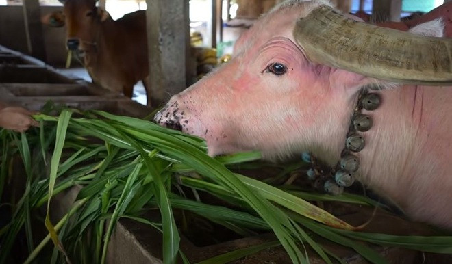 Chú Văn Ghên - chủ của chú Trâu chia sẻ, Cò được ba chú mua ở Tây Ninh từ năm 2001 với giá 12 triệu (tương đương 3 cây vàng lúc bấy giờ). Khi mua người bán cho biết chú trâu đã được khoảng 10 tuổi, tính đến thời điểm hiện tại Cò đã gắn bó với gia đình hơn 20 năm.