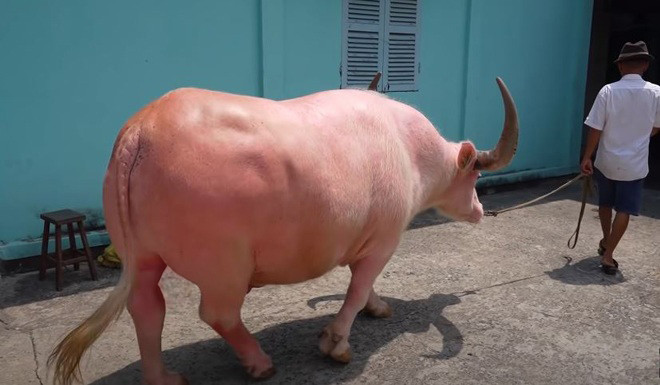 Chú trâu hồng nặng khoảng 1 tấn 3, một ngày được ăn 2 cữ và có thể uống tới 100 lít nước.