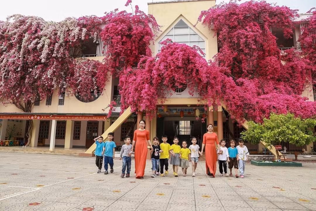 Ban đầu nhà trường chỉ trồng 3 cây màu hồng, 1 cây xen lẫn trắng hồng, chủ yếu để lấy bóng mát cho tụi trẻ. Tuy nhiên sau đó, do cây phát triển nhanh nên trường đã tiến hành cố định thân cây vào khung cột của các tòa nhà tạo độ che phủ và trồng thêm cây.