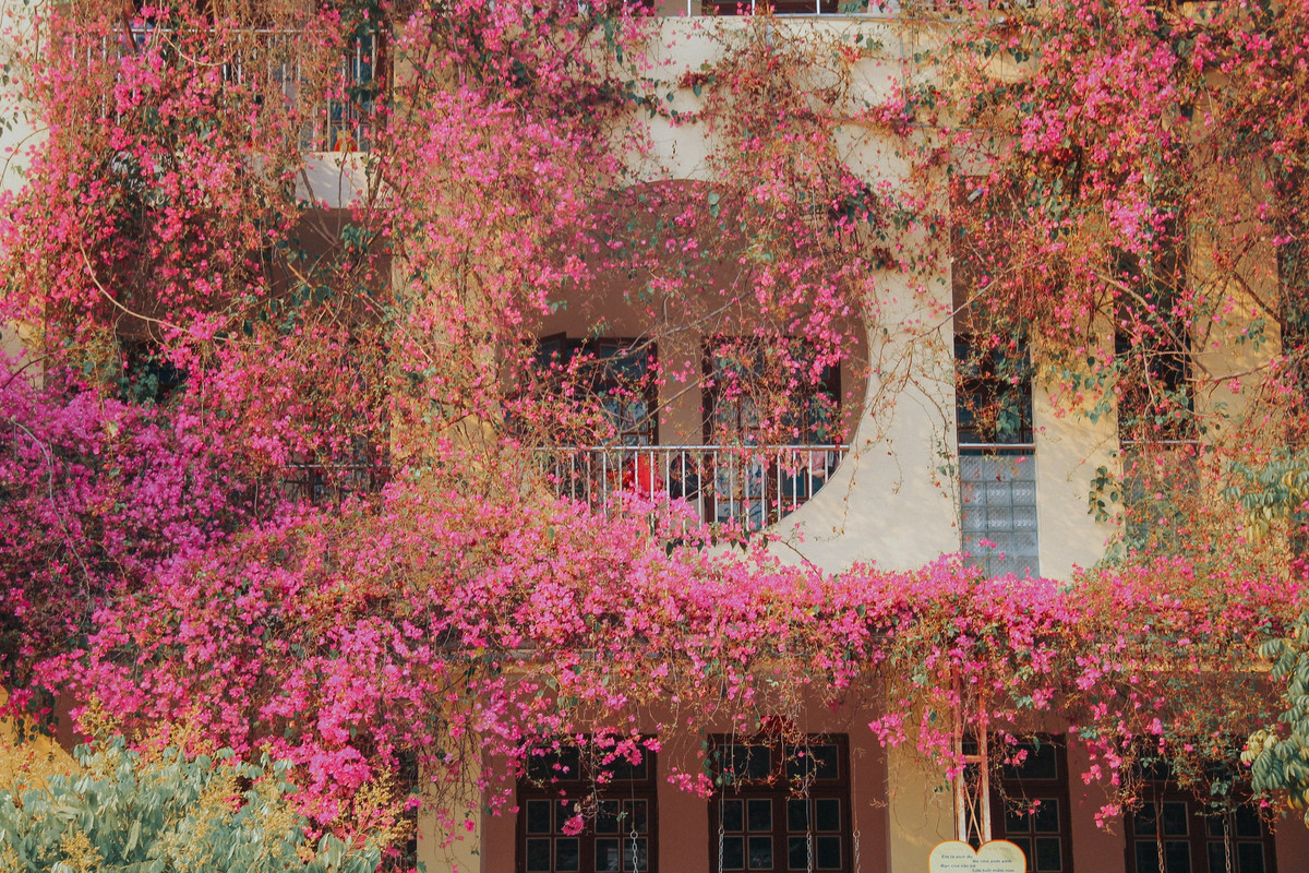 Nhiều người bày tỏ trầm trồ trước những giàn hoa khoe sắc: "Tuyệt quá, chắc các cô phải chăm kỹ lắm thì hoa mới khoe sắc đẹp thế này", "năm nay không biết hoa còn nở thế này không nhỉ", "quá ấn tượng, nhìn như vườn cổ tích vậy".