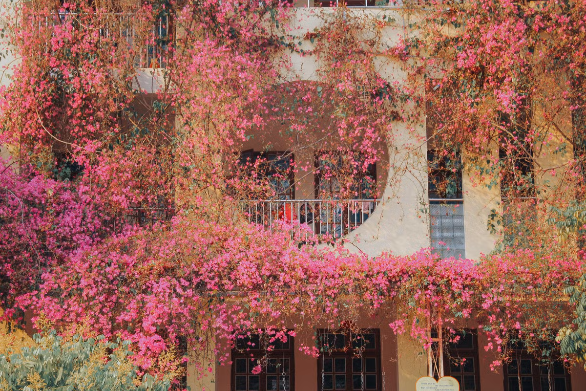 Nhiều người bày tỏ trầm trồ trước những giàn hoa khoe sắc: "Tuyệt quá, chắc các cô phải chăm kỹ lắm thì hoa mới khoe sắc đẹp thế này", "năm nay không biết hoa còn nở thế này không nhỉ", "quá ấn tượng, nhìn như vườn cổ tích vậy".