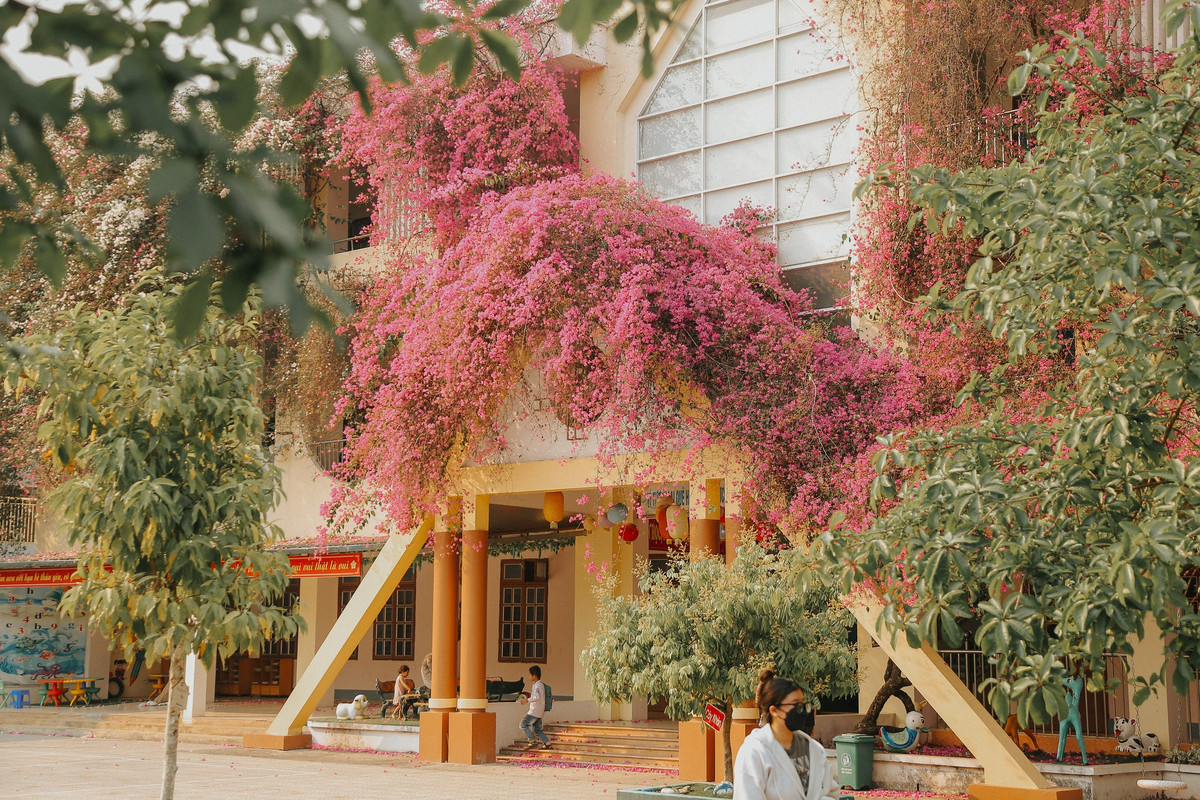 Những cành cây leo bám, phủ rực các bức tường. (Ảnh: Tin tức Sơn La)