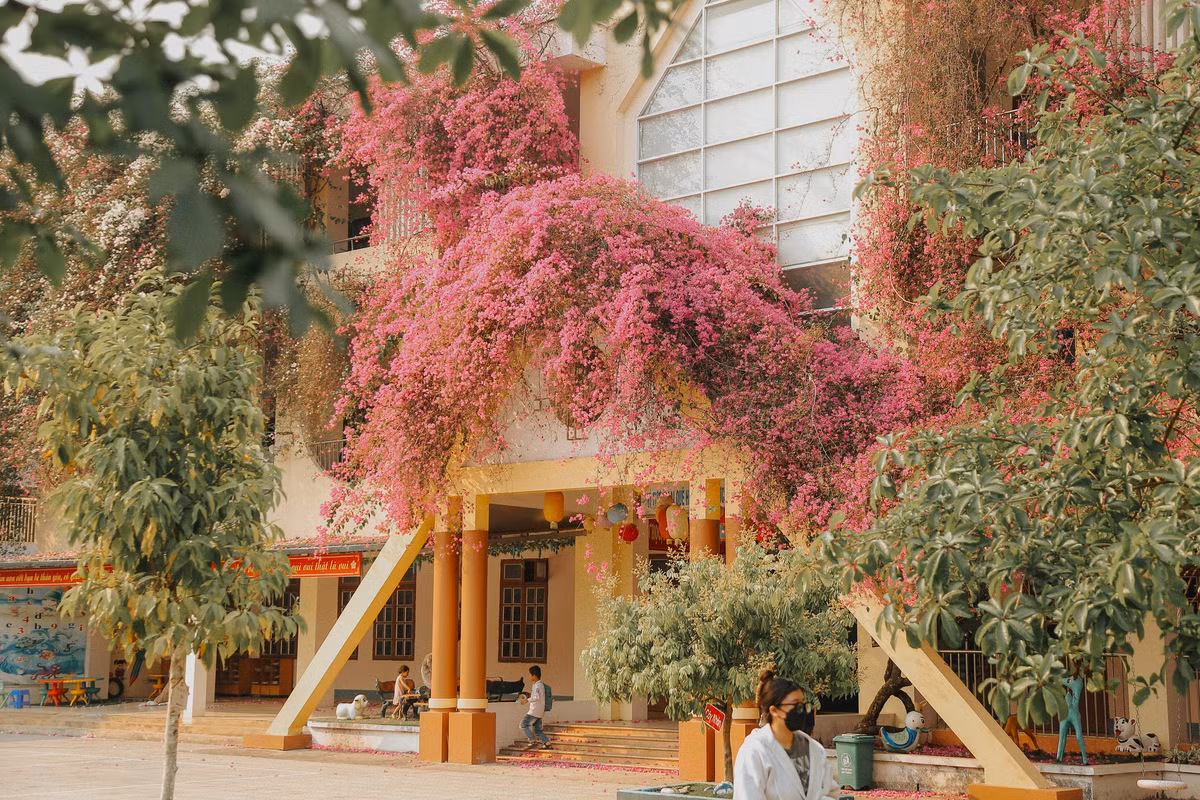 Những cành cây leo bám, phủ rực các bức tường. (Ảnh: Tin tức Sơn La)