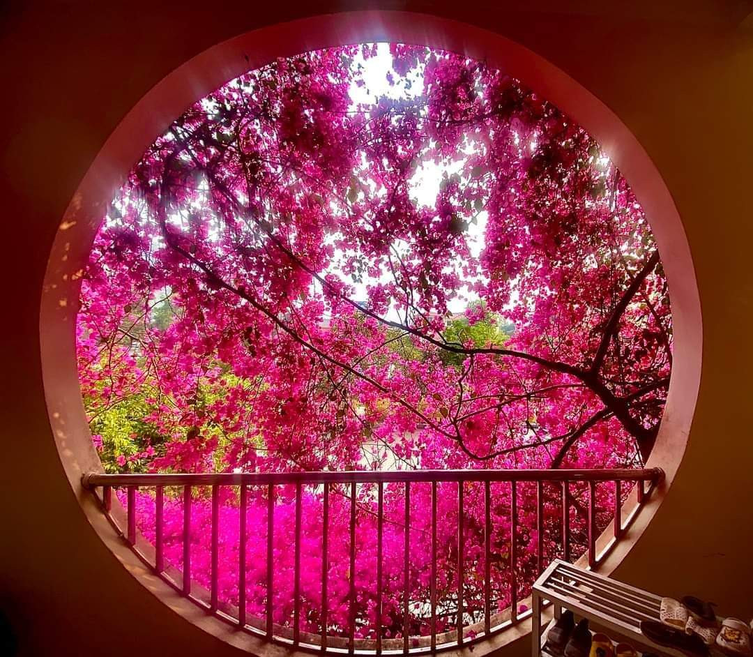 Được biết, những gốc hoa giấy này được trồng từ những ngày đầu tiên thành lập trường mầm non Lò Văn Giá vào năm 2012, tới nay đã chứng kiến lớp lớp thế hệ học sinh trưởng thành.