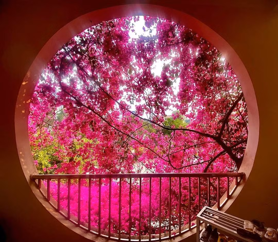 Được biết, những gốc hoa giấy này được trồng từ những ngày đầu tiên thành lập trường mầm non Lò Văn Giá vào năm 2012, tới nay đã chứng kiến lớp lớp thế hệ học sinh trưởng thành.