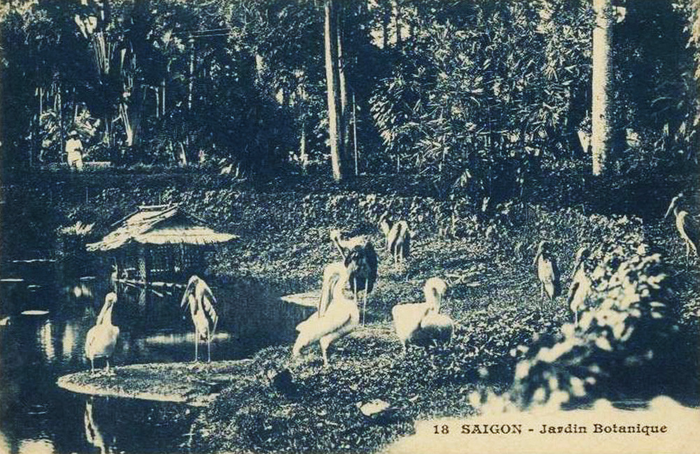 Chim được nuôi thả bản hoang dã ở khu vực đảo chim giữa một hồ nước của Thảo Cầm Viên. Ảnh tư liệu.