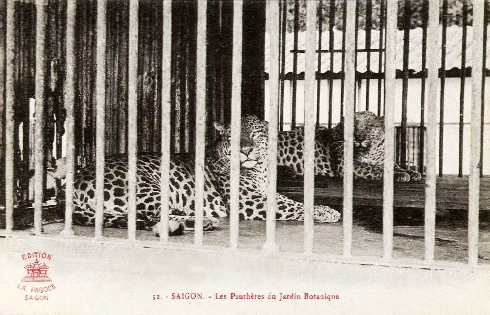 Cùng chung số phận với hổ, hai chú báo đốm "nằm dài trông ngày tháng dần qua" ở Thảo Cầm Viên. Ảnh tư liệu.