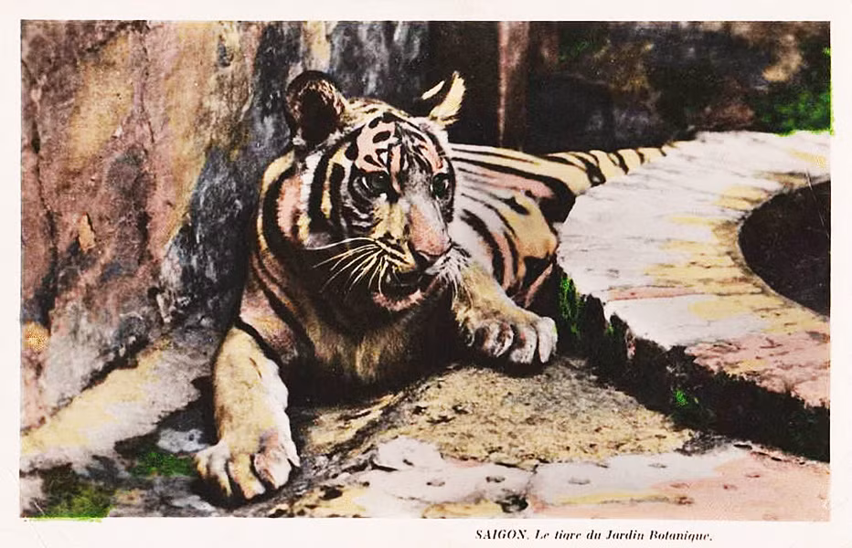 Chân dung một chú hổ đang "gặm một khối căm hờn trong cũi sắt". Ngày nay, khu chuồng hổ xưa vẫn được lưu giữ như một di tích ở Thảo Cầm Viên. Ảnh tư liệu.