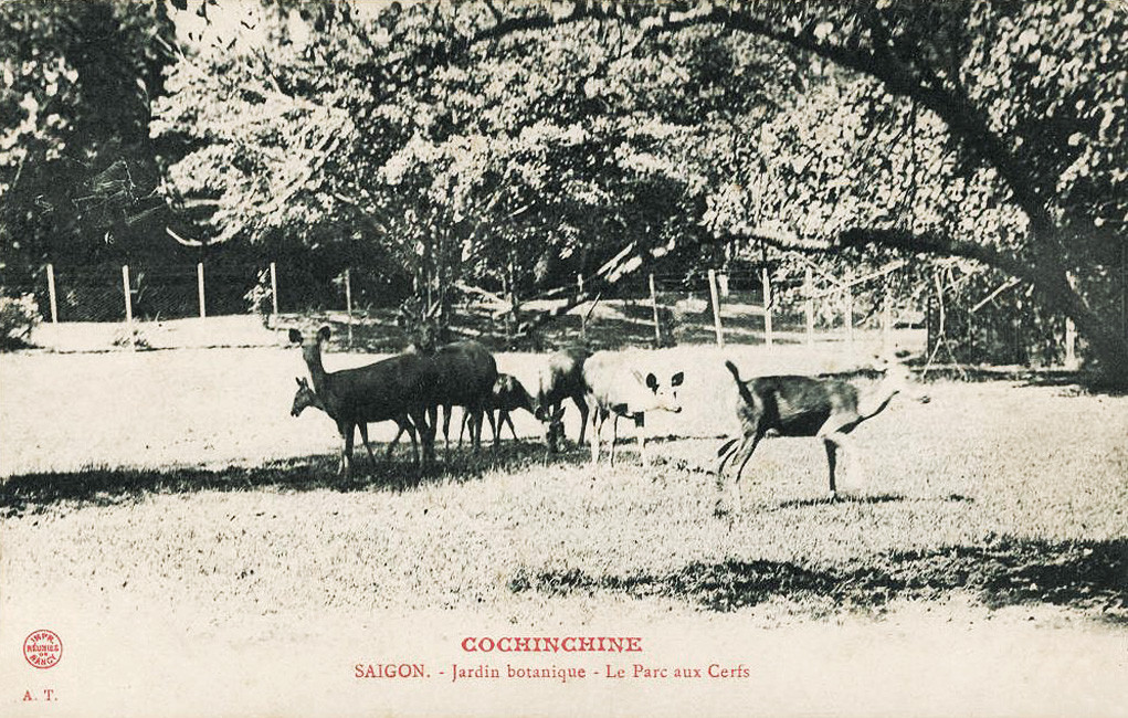 Chuồng nuôi hươu có diện tích khá rộng nên các con vật ở đây có thể chạy nhảy thoải mái. Ảnh tư liệu.