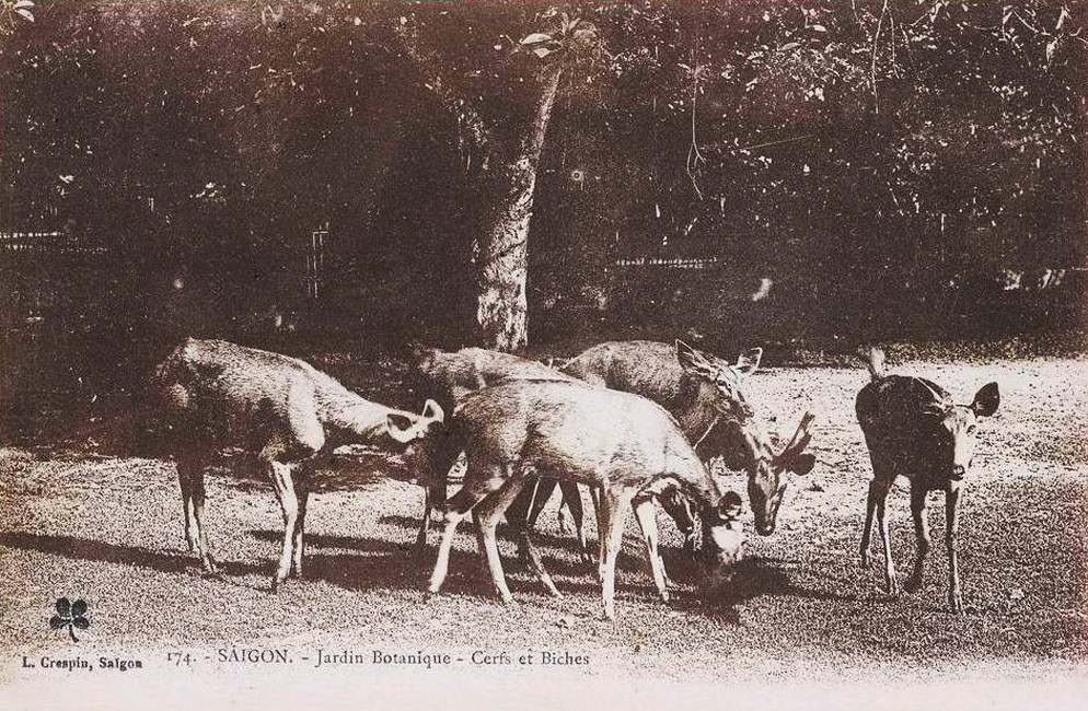 Những chú hươu nhởn nhơ gặm cỏ trước ánh nhìn của du khách. Ảnh tư liệu.