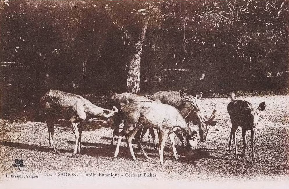 Những chú hươu nhởn nhơ gặm cỏ trước ánh nhìn của du khách. Ảnh tư liệu.