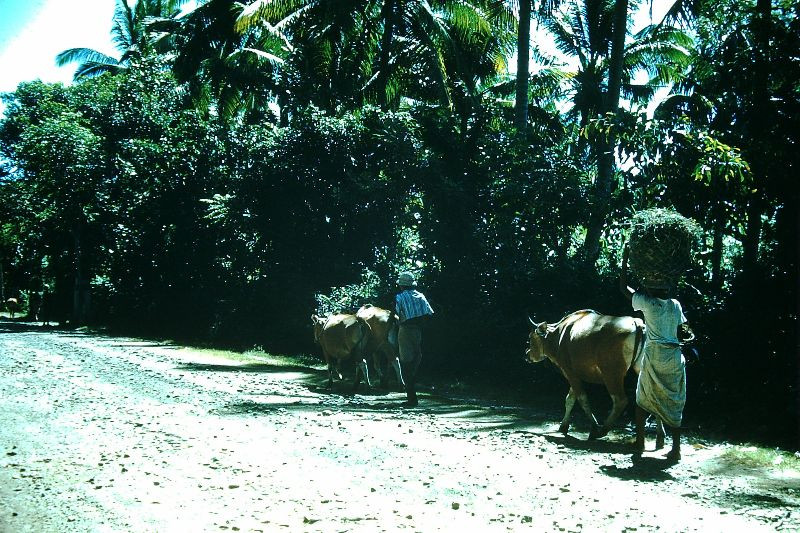 Con đường gần thị trấn nghỉ dưỡng Sanur của Bali. Ảnh: Found Slides.