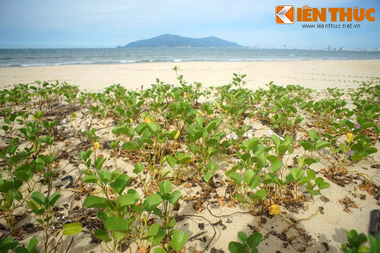 Nằm bên bờ vịnh Đà Nẵng, được che chắn bởi các dải núi cao nên mặt nước ở biển Xuân Thiều lặng và trong hơn. Vị nước cũng không mặn do có một phần nước từ dòng sông Hàn đổ ra.