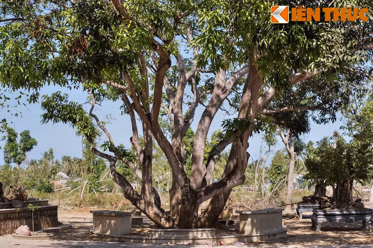 Từ mặt đất, các thân cây vươn lên với các thế uốn lượn đẹp mắt.