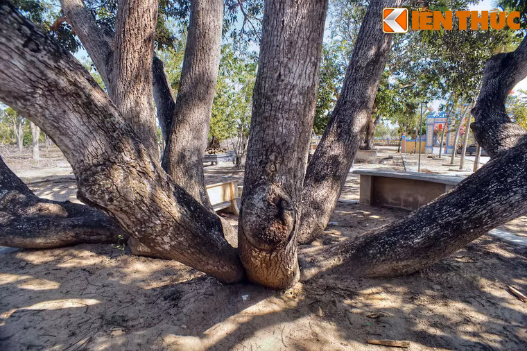 Điểm đặc biệt của cây xoài này là có rất nhiều thân.