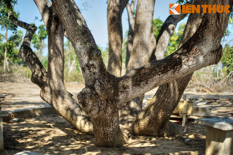 Bề mặt thân cây gân guốc, xù xì, nhuốm màu thời gian.