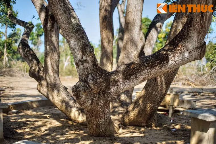 Bề mặt thân cây gân guốc, xù xì, nhuốm màu thời gian.