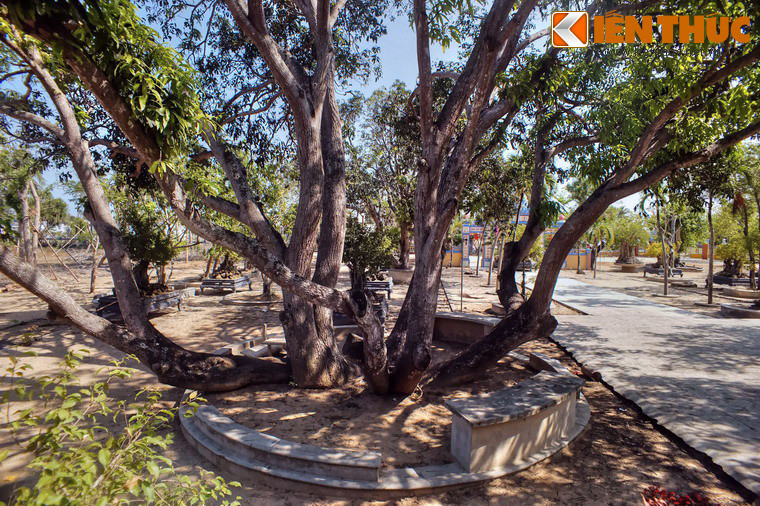  Cây xoài cổ thụ nằm cạnh lối lên chính điện của tu viện, có tuổi đời ước chừng gần một thế kỷ.