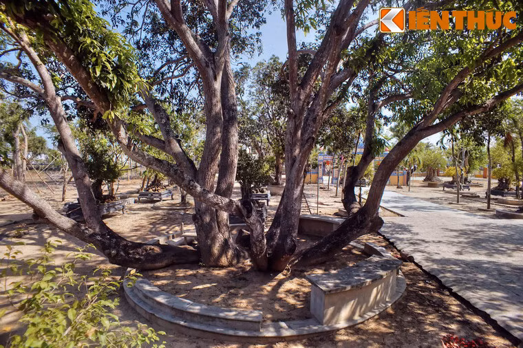  Cây xoài cổ thụ nằm cạnh lối lên chính điện của tu viện, có tuổi đời ước chừng gần một thế kỷ.