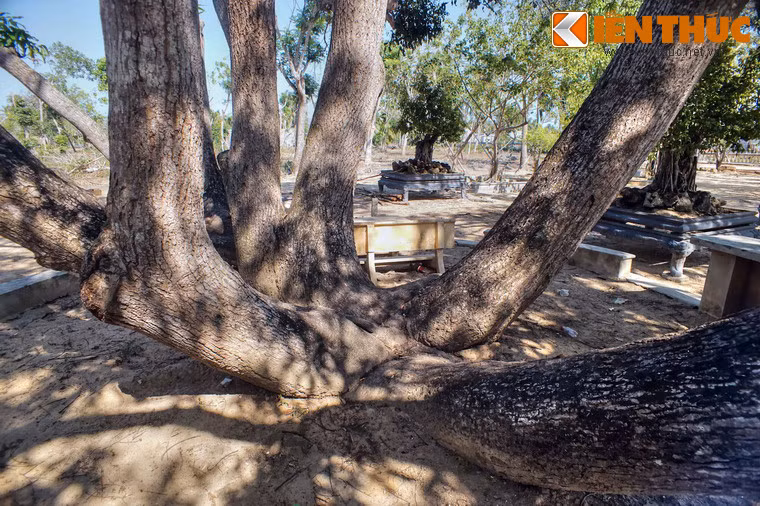 Khó có thể biết được đâu là thân chính của cây.