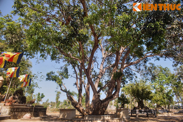 Một số hình ảnh khác về cây xoài cổ thụ ở tu viện Giác Hải.