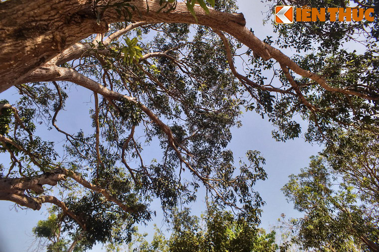 Tán cây rất rộng và xanh tốt, che phủ một khoảng sân rộng lớn.