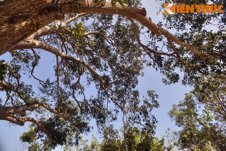 Tán cây rất rộng và xanh tốt, che phủ một khoảng sân rộng lớn.