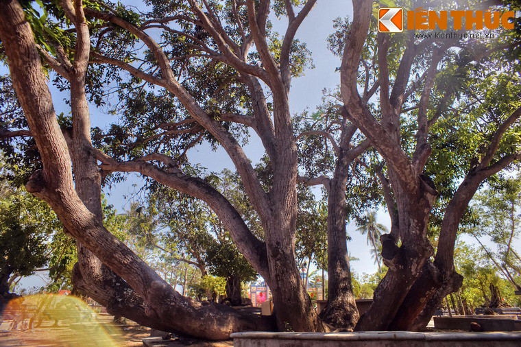 Dáng cây gợi liên tưởng đến một bầy rồng từ lòng đất bay lên trời xanh.